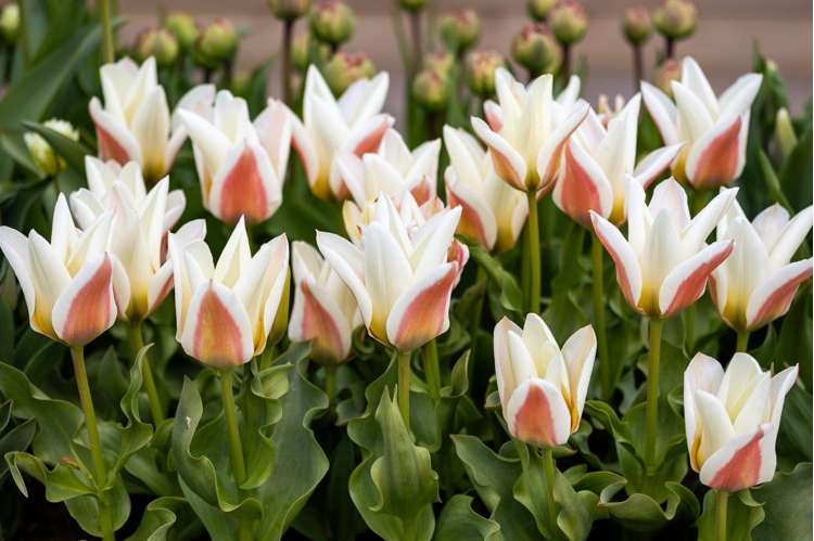 Tulpe 'Serano'